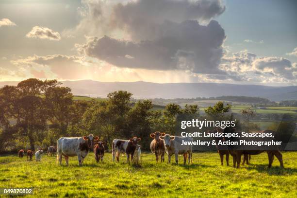 cows and landscape - cows uk stock pictures, royalty-free photos & images
