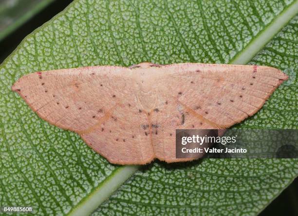 blair's mocha (cyclophora puppillaria) - geometridae stock pictures, royalty-free photos & images