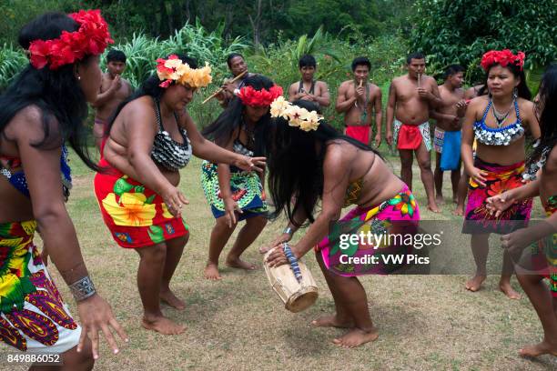 Embera Instruments 219 Embera Village Stock Photos, High-Res Pictures, and Images - Getty ...