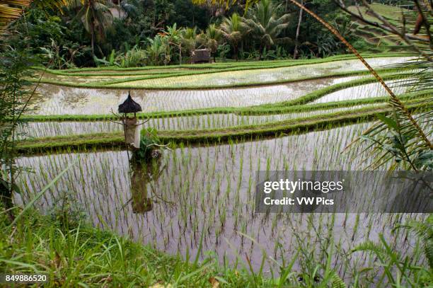 Rice field located around the Kaki Gunung temple in the center of the island near the town of Bangli. Ubud. Bali.