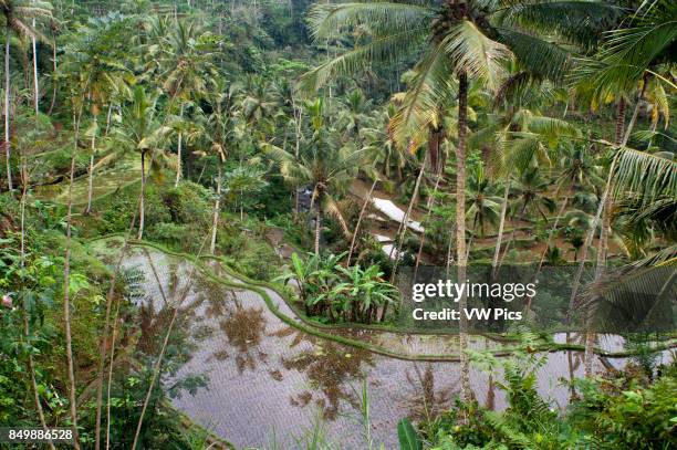 Rice field located around the Kaki Gunung temple in the center of the island near the town of Bangli. Ubud. Bali.