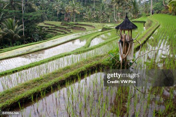 Rice field located around the Kaki Gunung temple in the center of the island near the town of Bangli. Ubud. Bali.