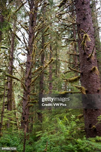 Landscape with big trees in Scenery Cove, Thomas Bay, Petersburg, Southeast Alaska. Thomas Bay is located in southeast Alaska. It lies northeast of...