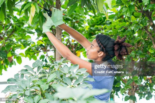 Checking Tree Planting Tree Planting Canada Photos and Premium High Res Pictures - Getty Images