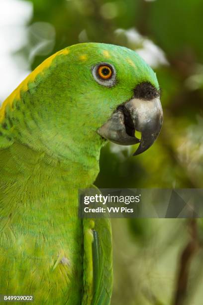 The Yellow-naped Amazon or Yellow-naped Parrot, Amazona auropalliata, ranges from southern Mexico to northern Costa Rica.