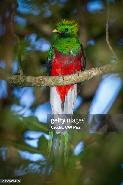 The Resplendent Quetzal, Pharomachrus mocinno, was the sacred bird of the Mayans and Aztecs in MesoamericA It inhabits high montane cloud forests....