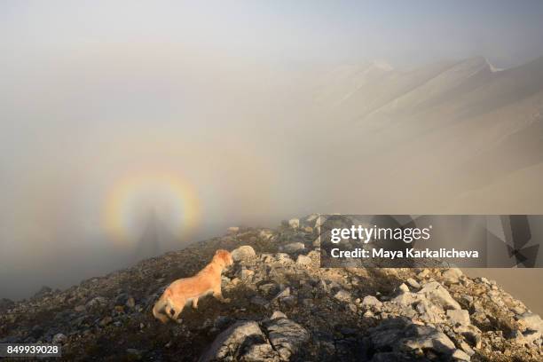 brocken spectre rare view and golden retriever dog in a misty mountain - pirin national park ストックフォトと画像