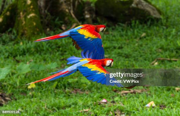 The Scarlet Macaw, Ara macao, is a large, colorful parrot found from Mexico to Brazil. Photographed in flight in Costa Rica.