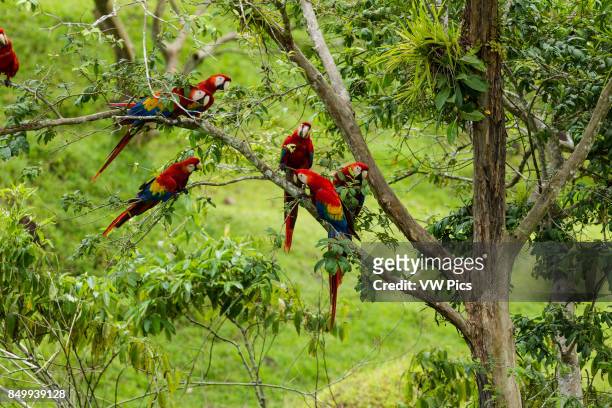 The Scarlet Macaw, Ara macao, is a large, colorful parrot found from Mexico to Brazil. This flock was photographed in Costa Rica.