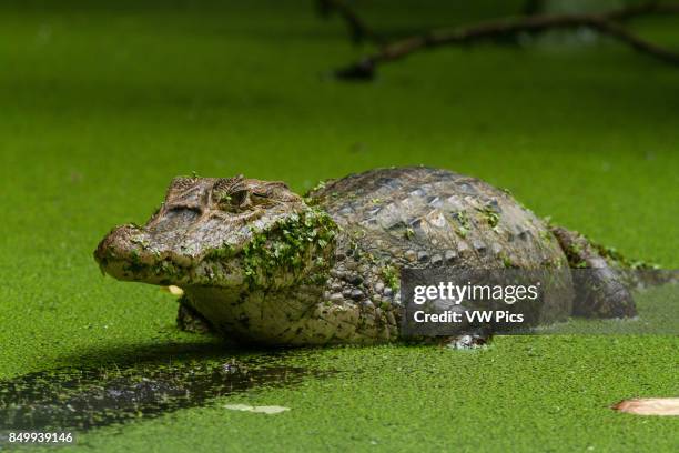 Spectacled Caiman, Caiman crocodilus, patiently waits for unsuspecting prey to get too close. It is found in much of Central and South America,...