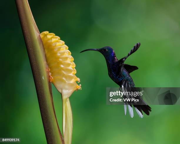 The Violet Sabrewing Hummingbird, Campylopterus hemileucurus, is a very large hummingbird native to southern Mexico and Central America as far south...