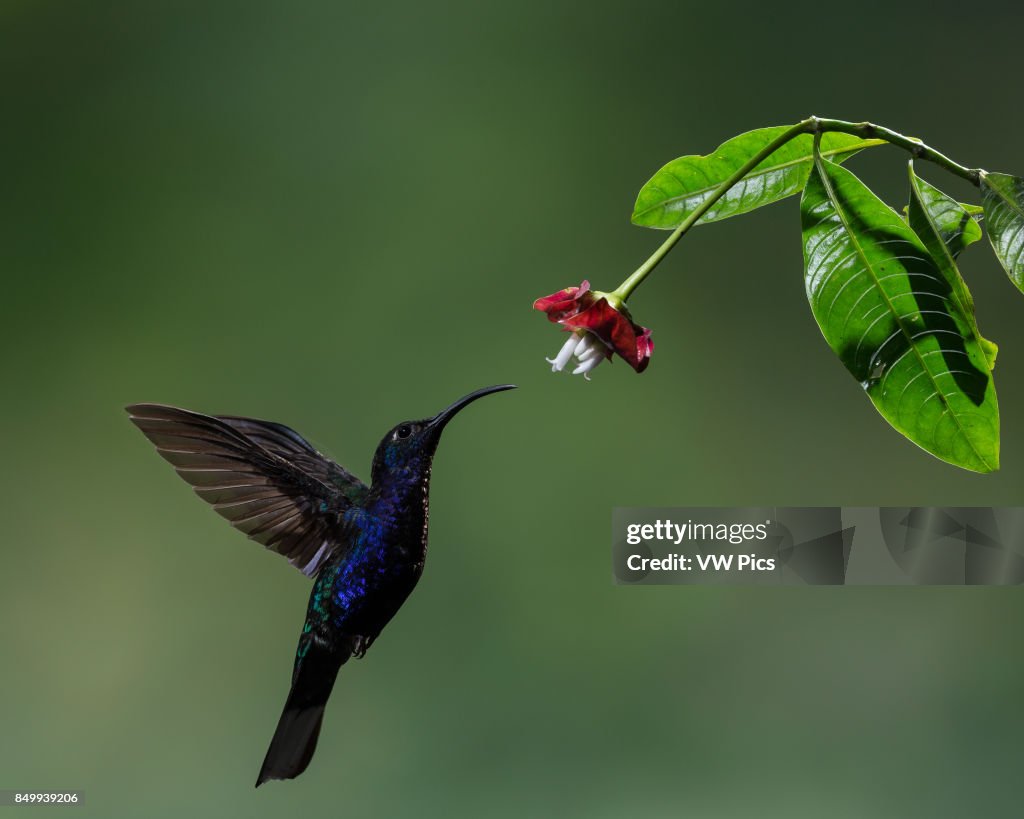 The Violet Sabrewing is the largest hummingbird in Central AmericA  Costa Rica.