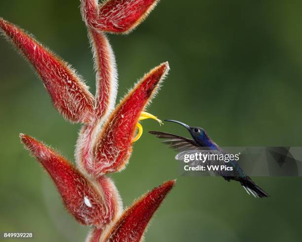 The Violet Sabrewing Hummingbird, Campylopterus hemileucurus, is a very large hummingbird native to southern Mexico and Central America as far south...