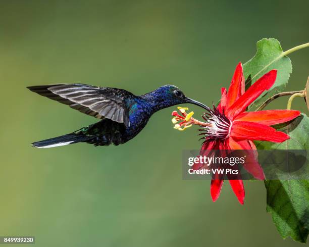 The Violet Sabrewing Hummingbird, Campylopterus hemileucurus, is a very large hummingbird native to southern Mexico and Central America as far south...