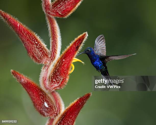 The Violet Sabrewing Hummingbird, Campylopterus hemileucurus, is a very large hummingbird native to southern Mexico and Central America as far south...