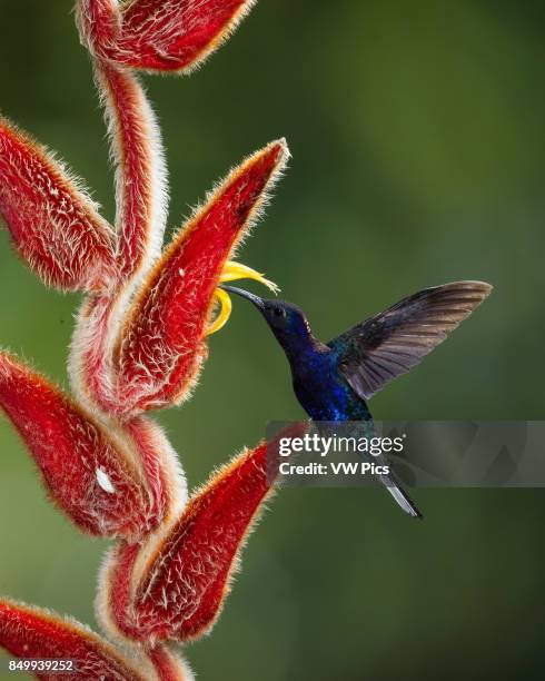 The Violet Sabrewing Hummingbird, Campylopterus hemileucurus, is a very large hummingbird native to southern Mexico and Central America as far south...