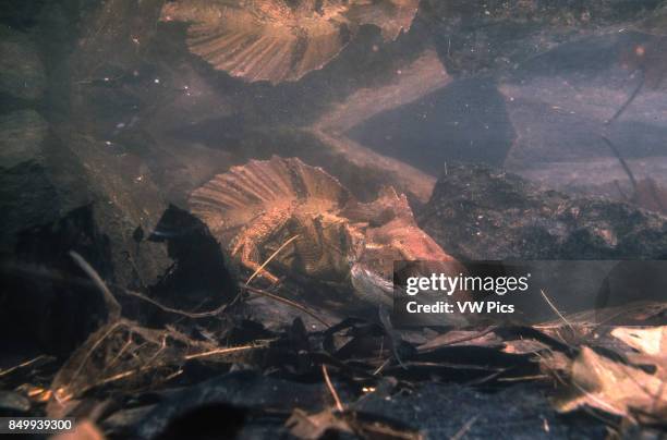 Basilus Picture Basilisk Basiliscus Photos and Premium High Res Pictures - Getty Images