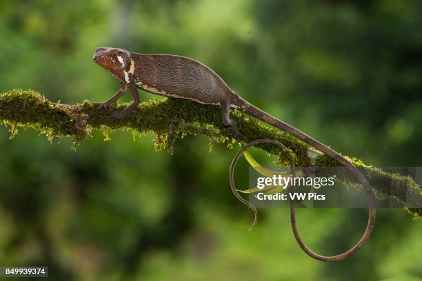 The Canopy Lizard or Berthold's Bush Anole, Polychrus gutturosus, is an arboreal lizard found throughout Central America from Honduras down to...