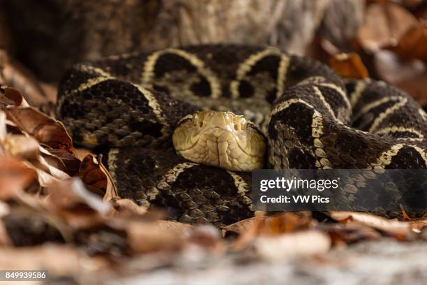 The Fer-de-lance, Bothrops asper, is a large, aggressive pit viper and ranges from southern Mexico to Colombia, Venezuela, and Ecuador. It is the...