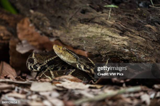 The Fer-de-lance, Bothrops asper, is a large, aggressive pit viper and ranges from southern Mexico to Colombia, Venezuela, and Ecuador. It is the...