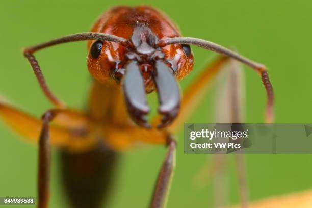 Species in Odontomachus have a pair of large, straight mandibles capable of opening 180 degrees.