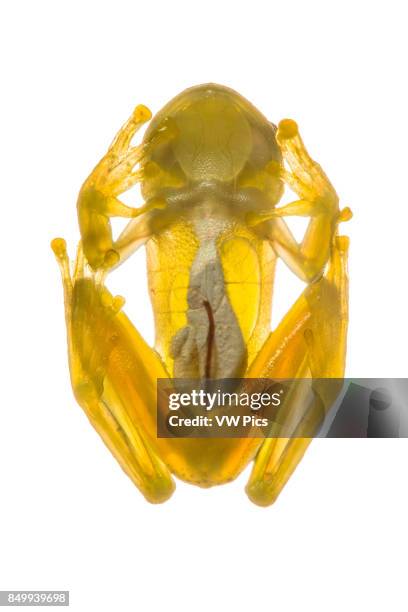 Glass frog in Biogeographic Choc, Buenaventura, Colombia.