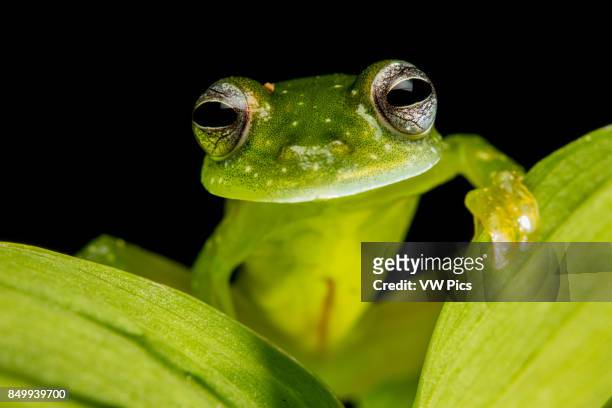 Glass frog in Biogeographic Choc, Buenaventura, Colombia.
