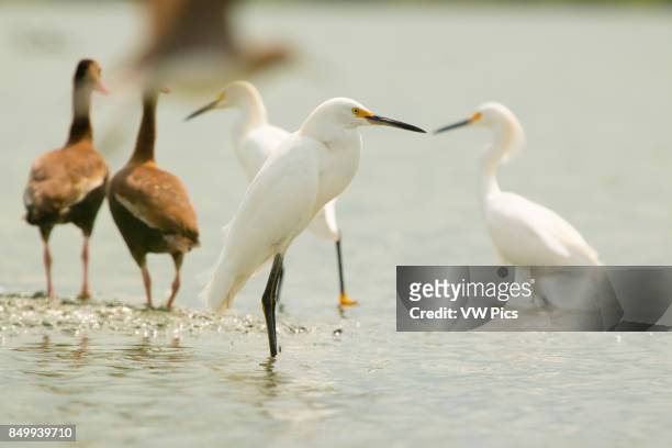 The snowy egret is a small white heron, Magdalena river valley, IbaguE, Tolima, Colombia.