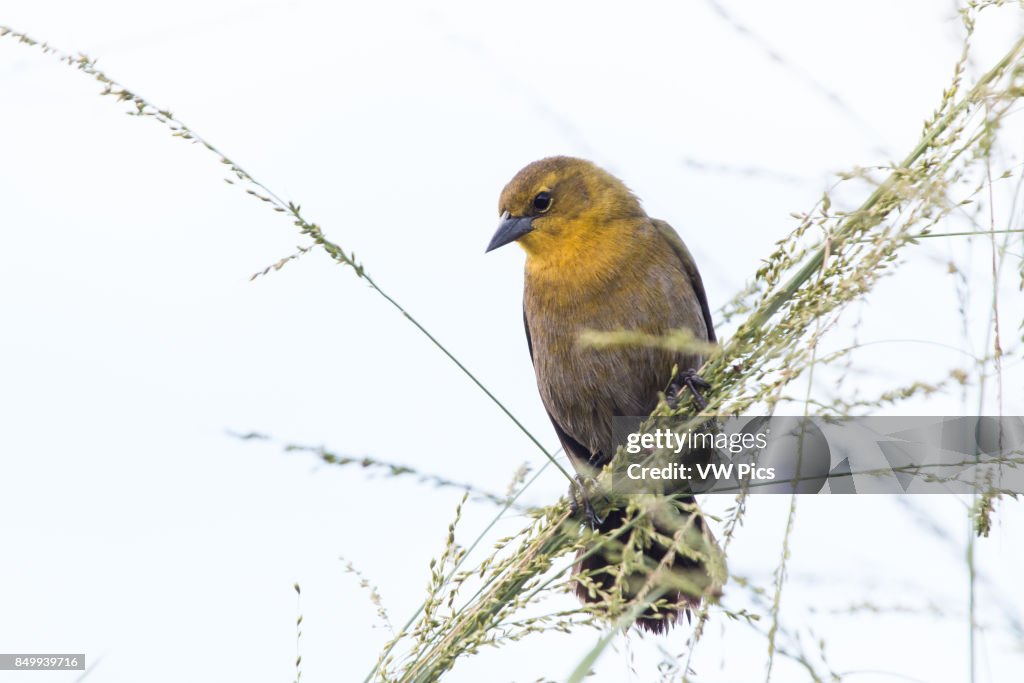 Female of  yellow-hooded blackbird (Chrysomus icterocephalus)