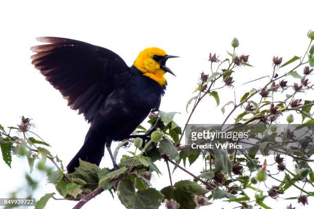 Yellow-hooded blackbird singing in bushs near water in Magdalena river valley, Tolima, Colombia.