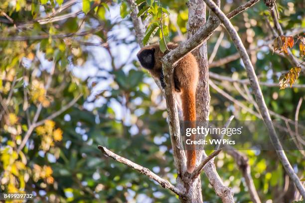 Masked titi monkey , photographed in Linhares/Sooretama, EspÍrito Santo - Brazil. Atlantic forest Biome. Wild animal.