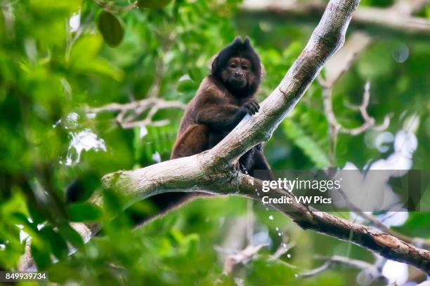 Crested capuchin Threatened of extinction, photographed in Linhares / Sooretama, EspÍrito Santo - Southeast of Brazil. Atlantic Forest Biome. Wild...