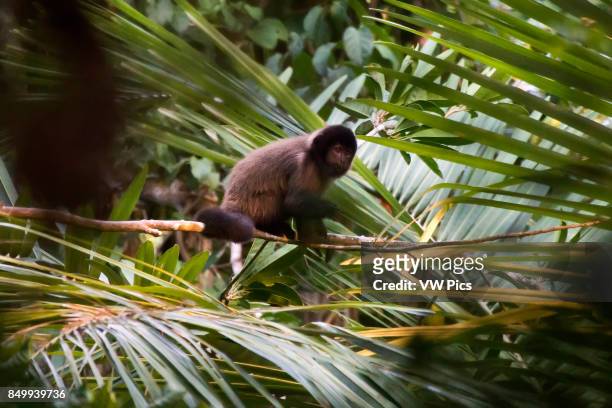 Crested capuchin Threatened of extinction, photographed in Linhares / Sooretama, EspÍrito Santo - Southeast of Brazil. Atlantic Forest Biome. Wild...