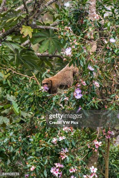 Northern muriqui eats in a tree. Critically Endangered of extinction, photographed in Santa Maria de Jetib, EspÍrito Santo - Brazil. Atlantic forest...