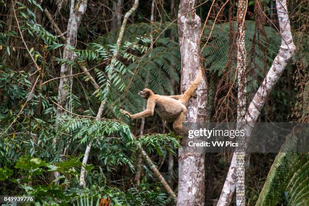 Northern muriqui Critically Endangered of extinction, photographed in Santa Maria de Jetib, EspÍrito Santo - Brazil. Atlantic forest Biome. Wild...