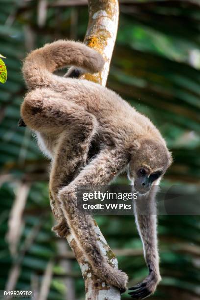 Young Northern muriqui Critically Endangered of extinction, photographed in Santa Maria de Jetib, EspÍrito Santo - Brazil. Atlantic forest Biome....