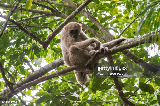 Young Northern muriqui Critically Endangered of extinction, photographed in Santa Maria de Jetib, EspÍrito Santo - Brazil. Atlantic forest Biome....