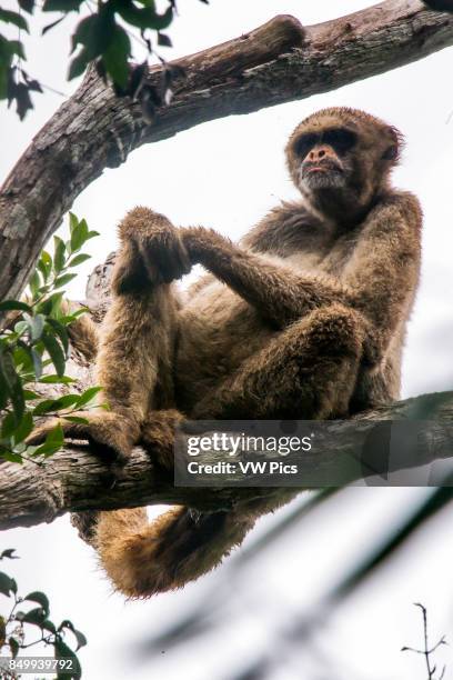 Old Northern muriqui Critically Endangered of extinction, photographed in Santa Maria de Jetib, EspÍrito Santo - Brazil. Atlantic forest Biome. Wild...