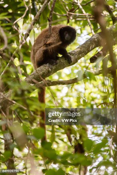 Masked titi monkey , photographed in Domingos Martins, EspÍrito Santo - Brazil. Atlantic forest Biome. Wild animal.