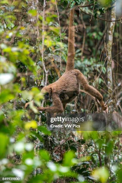 Northern muriqui Critically Endangered of extinction, photographed in Santa Maria de Jetib, EspÍrito Santo - Brazil. Atlantic forest Biome. Wild...