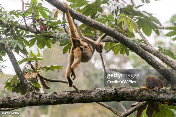 Northern muriqui with baby, critically Endangered of extinction, photographed in Santa Maria de Jetib, EspÍrito Santo - Brazil. Atlantic forest...