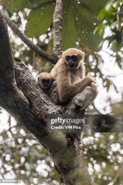 Northern muriqui with baby, critically Endangered of extinction, photographed in Santa Maria de Jetib, EspÍrito Santo - Brazil. Atlantic forest...