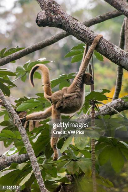 Northern muriqui with baby, critically Endangered of extinction, photographed in Santa Maria de Jetib, EspÍrito Santo - Brazil. Atlantic forest...