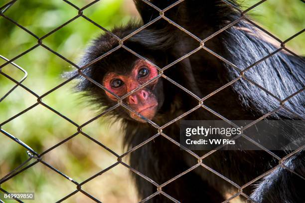 155 Red Faced Monkey Photos and Premium High Res Pictures - Getty Images