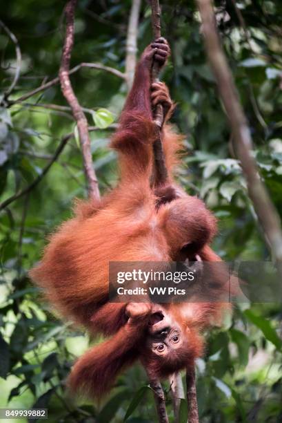 Funny photo of two baby Orangutans in the jungle near Bukit Lawang, Gunung Leuser National Park, North Sumatra, Indonesia.