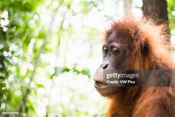 Orangutan in the jungle, Bukit Lawang, Gunung Leuser National Park, Sumatra, Indonesia.