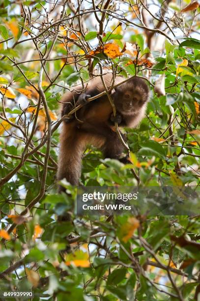 Crested capuchin Threatened of extinction, photographed in Linhares / Sooretama, EspÍrito Santo - Southeast of Brazil. Atlantic Forest Biome. Wild...