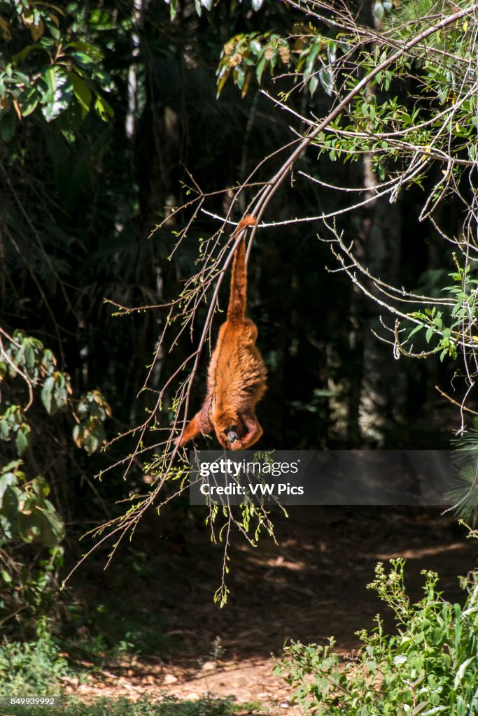 Brown howler monkey (Alouatta guariba)