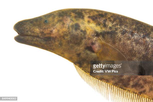 Ghost knifefish from the Magdalena Basin, Colombia.