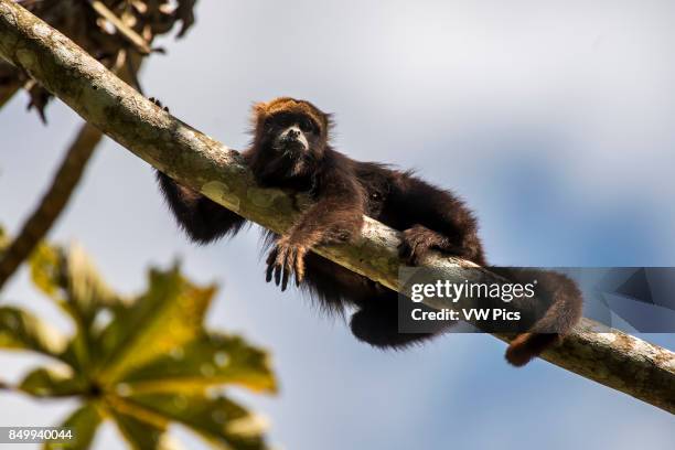 Brown howler monkey , photographed in Santa Maria de Jetib, EspÍrito Santo - Brazil. Atlantic forest Biome. Wild animal.